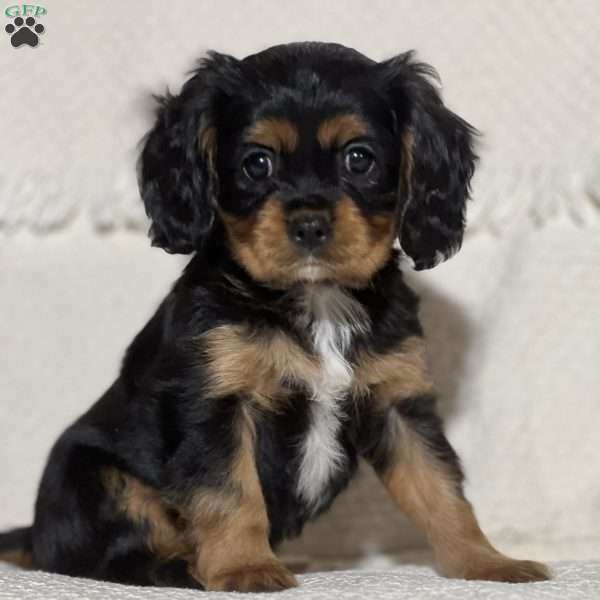 Vince, Cavalier King Charles Spaniel Puppy